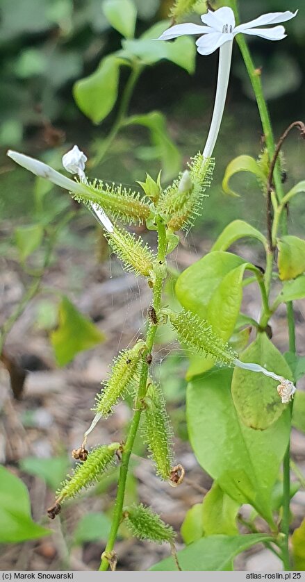 Plumbago zeylanica (ołownik niebieski)