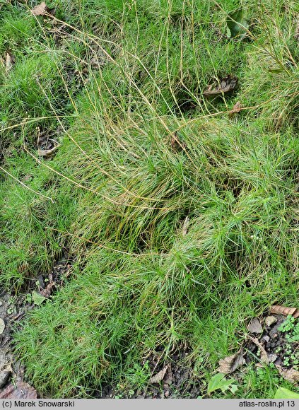 Arenaria procera ssp. procera (piaskowiec trawiasty)