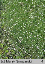 Petrorhagia saxifraga (goździcznik skalnicowy)