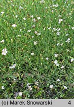 Petrorhagia saxifraga (goździcznik skalnicowy)