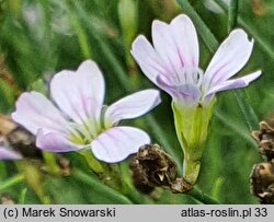 Petrorhagia saxifraga (goździcznik skalnicowy)