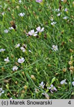 Petrorhagia saxifraga (goździcznik skalnicowy)