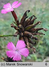 Dianthus giganteus (goździk olbrzymi)