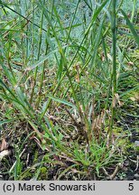 Dianthus giganteus (goździk olbrzymi)