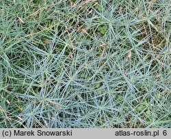 Dianthus seguieri (goździk Seguiera)