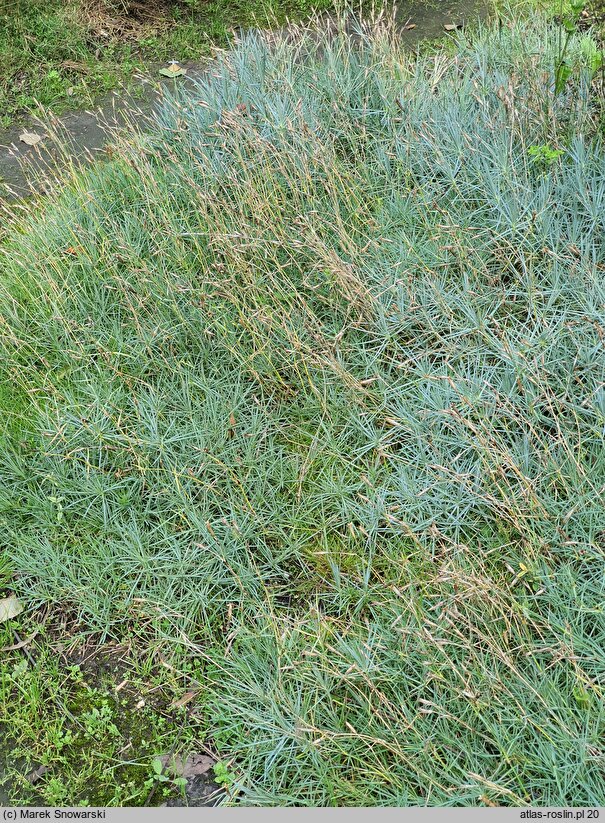 Dianthus seguieri (goździk Seguiera)