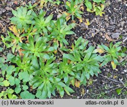 Silene zawadzkii (lepnica Zawadzkiego)