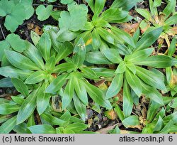 Silene zawadzkii (lepnica Zawadzkiego)