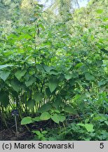 Polygonum weyrichii (rdest Weyricha)