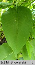 Polygonum weyrichii (rdest Weyricha)