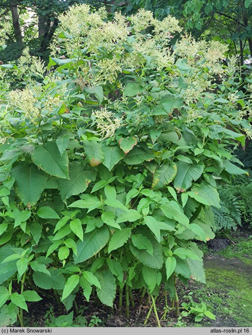 Polygonum weyrichii (rdest Weyricha)