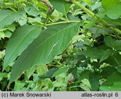 Polygonum weyrichii (rdest Weyricha)