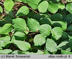 Schisandra rubriflora (cytryniec czerwonokwiatowy)