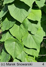 Aristolochia manchuriensis (kokornak mandżurski)