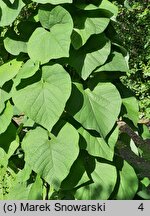 Aristolochia manchuriensis (kokornak mandżurski)