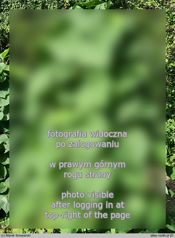 Aristolochia manchuriensis (kokornak mandżurski)