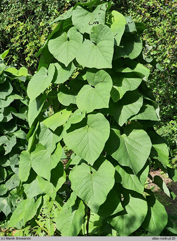 Aristolochia manchuriensis (kokornak mandżurski)