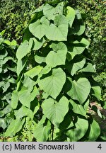 Aristolochia manchuriensis (kokornak mandżurski)