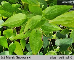 Saururus cernuus (jaszczurzec zwisły)