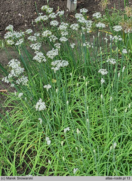 Allium odorum (czosnek cuchnący)