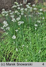 Allium odorum (czosnek cuchnący)