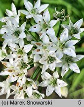 Allium odorum (czosnek cuchnący)