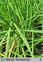 Allium odorum (czosnek cuchnący)