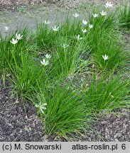 Zephyranthes candida (zefirant biały)