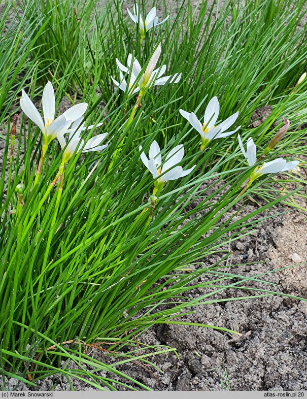 Zephyranthes candida (zefirant biały)