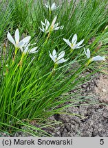 Zephyranthes candida (zefirant biały)