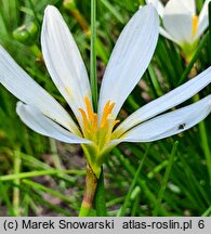 Zephyranthes candida (zefirant biały)