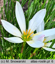 Zephyranthes candida (zefirant biały)