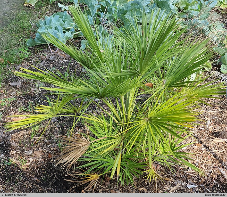 Chamaerops humilis (karłatka niska)