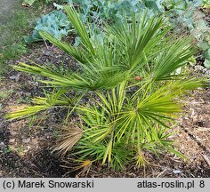 Chamaerops humilis (karłatka niska)