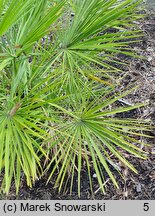 Chamaerops humilis (karłatka niska)