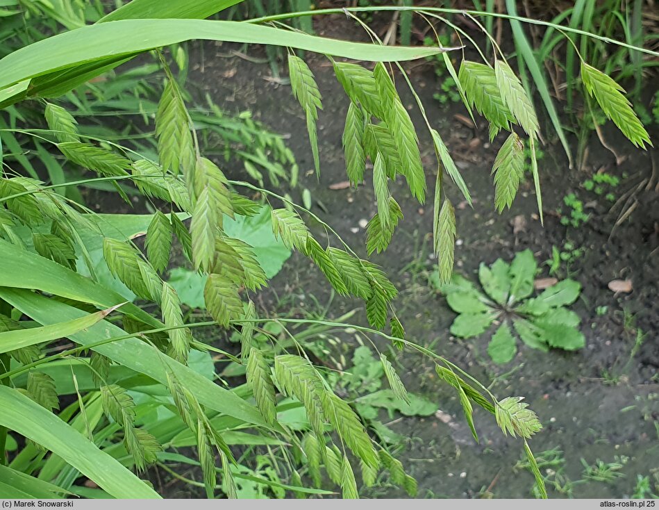 Chasmanthium latifolium (obiedka szerokolistna)