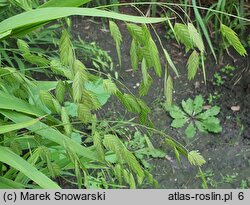 Chasmanthium latifolium (obiedka szerokolistna)