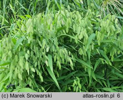 Chasmanthium latifolium (obiedka szerokolistna)