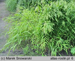 Chasmanthium latifolium (obiedka szerokolistna)