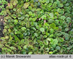 Saxifraga stolonifera (skalnica rozłogowa)