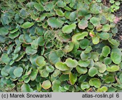 Saxifraga stolonifera (skalnica rozłogowa)