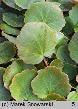 Saxifraga stolonifera (skalnica rozłogowa)