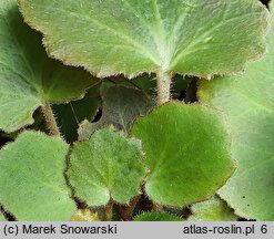 Saxifraga stolonifera (skalnica rozłogowa)