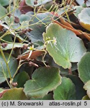 Saxifraga stolonifera (skalnica rozłogowa)