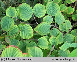 Corylopsis pauciflora (leszczynowiec skąpokwiatowy)