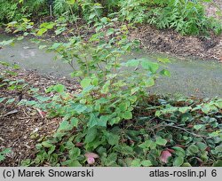 Corylopsis pauciflora (leszczynowiec skąpokwiatowy)