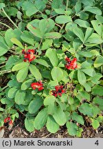 Paeonia mascula (piwonia koralowa)