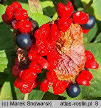 Paeonia mascula (piwonia koralowa)