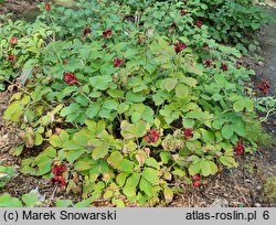 Paeonia mascula (piwonia koralowa)