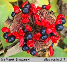 Paeonia mascula (piwonia koralowa)